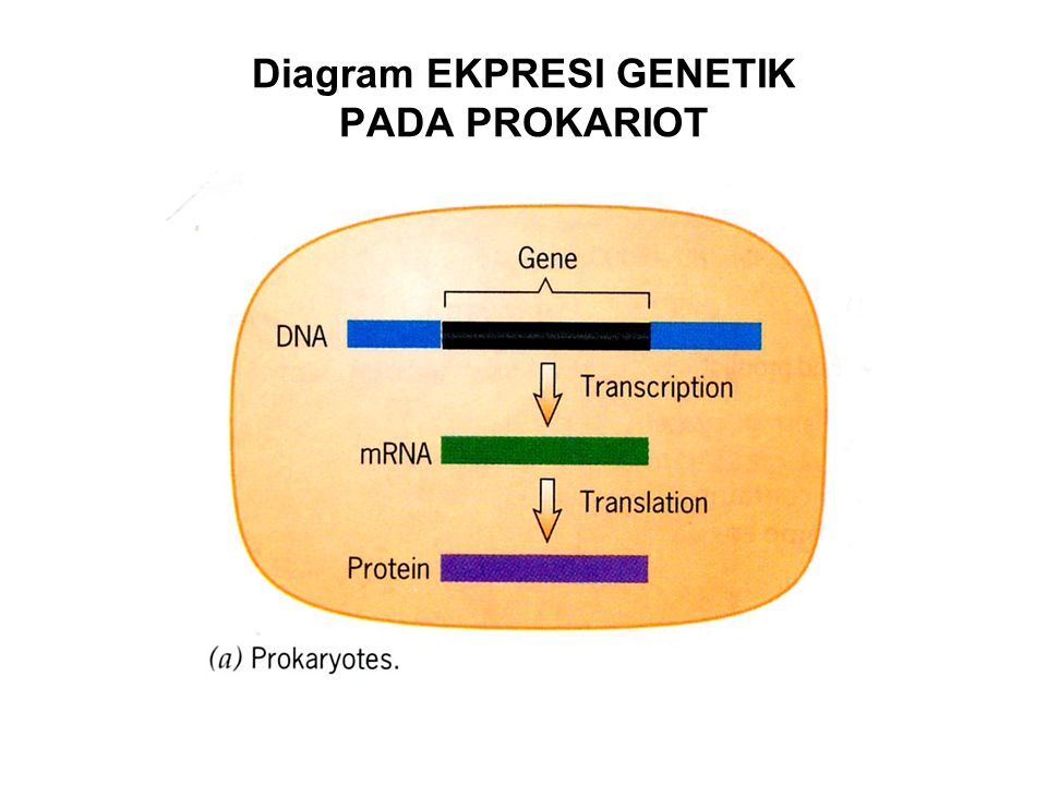 Diagram EKPRESI GENETIK PADA PROKARIOT
