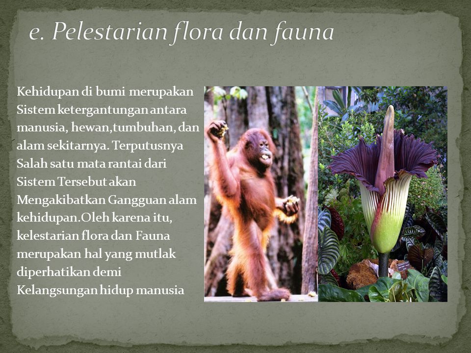 e. Pelestarian flora dan fauna