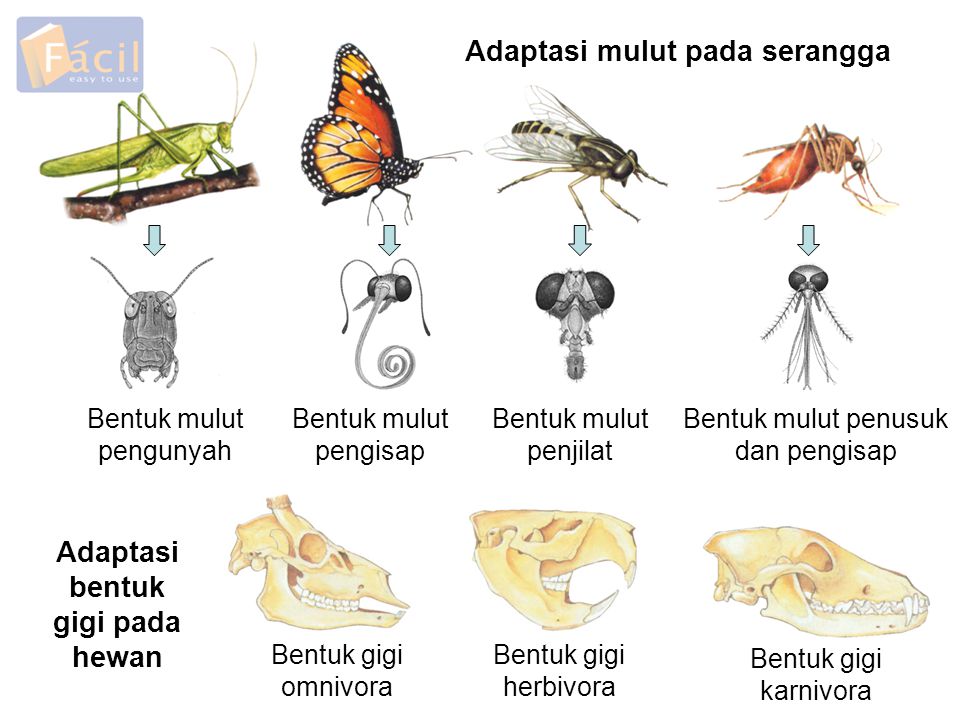 Adaptasi mulut pada serangga Adaptasi bentuk gigi pada hewan