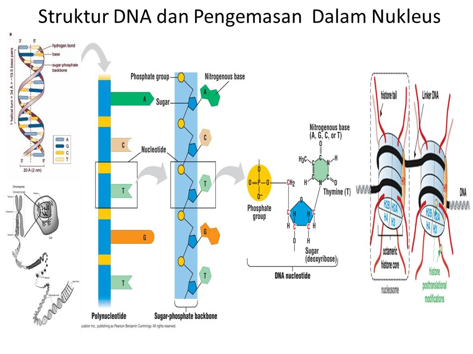 Struktur DNA dan Pengemasan Dalam Nukleus