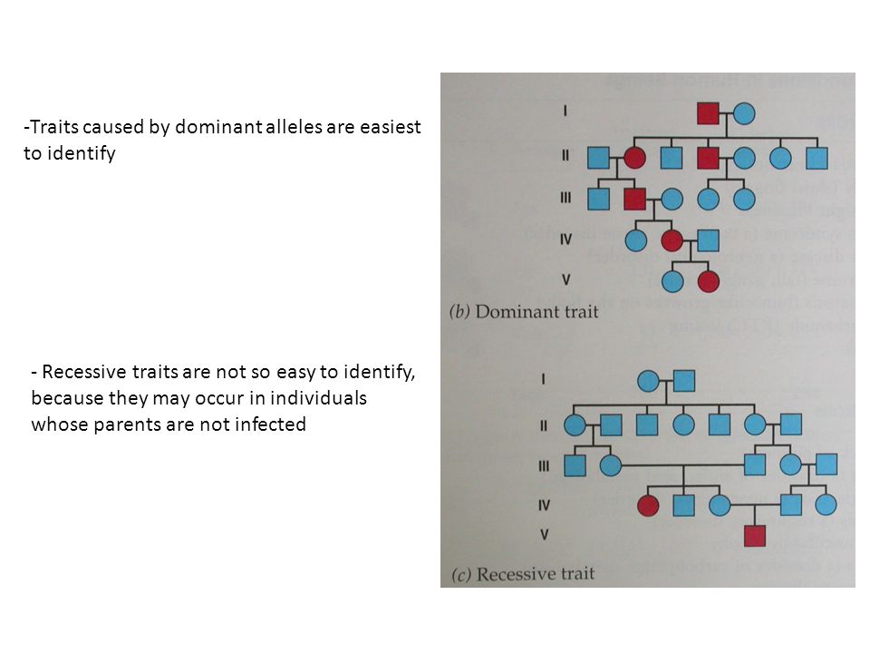 Traits caused by dominant alleles are easiest to identify