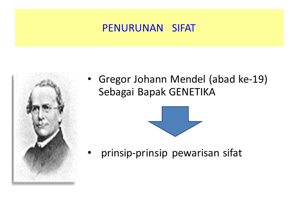 PENURUNAN SIFAT Gregor Johann Mendel (abad ke-19) Sebagai Bapak GENETIKA.