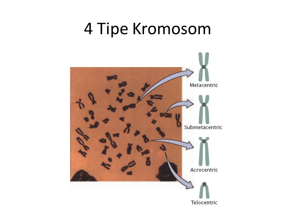 4 Tipe Kromosom