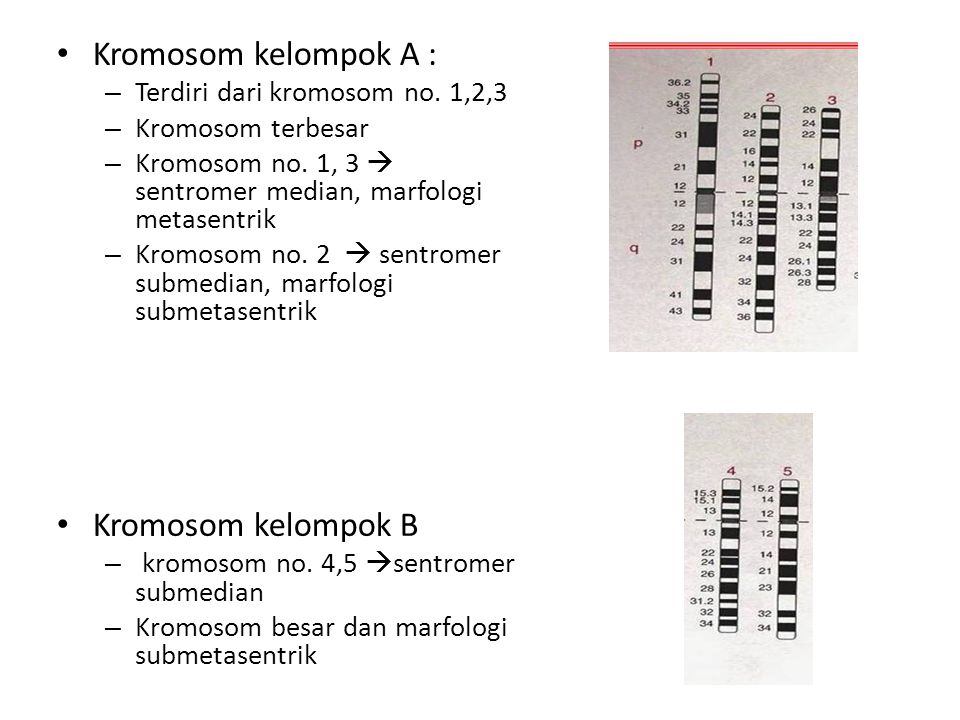Kromosom kelompok A : Kromosom kelompok B