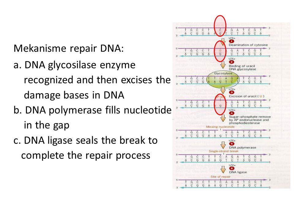 2. Failure in DNA repair process