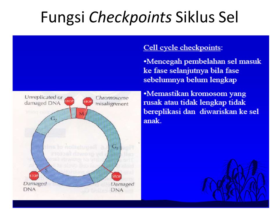 Fungsi Checkpoints Siklus Sel