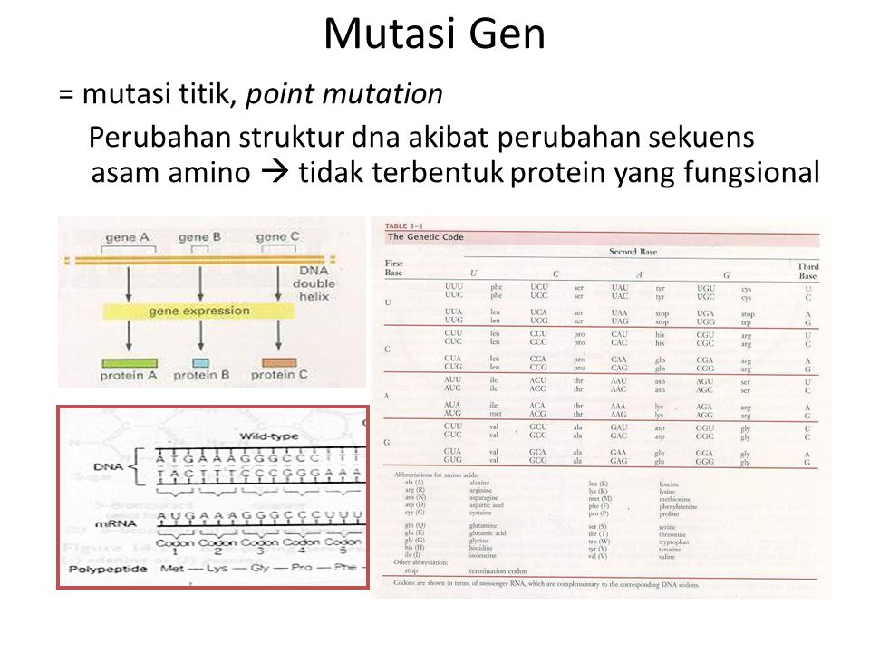 Mutasi Gen = mutasi titik, point mutation Perubahan struktur dna akibat perubahan sekuens asam amino  tidak terbentuk protein yang fungsional