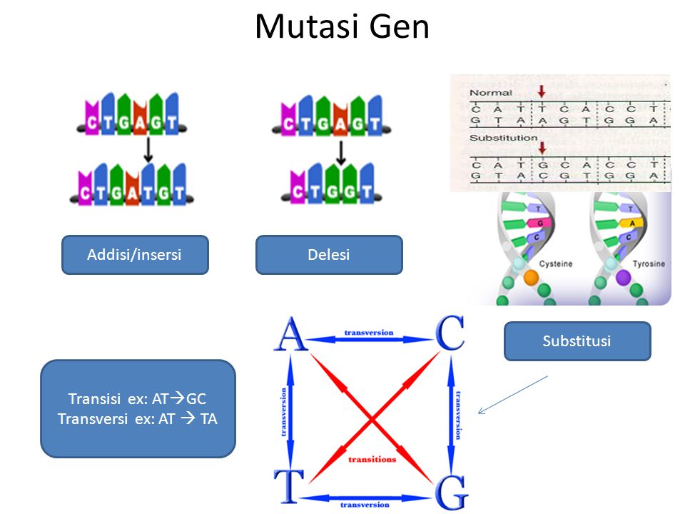 Mutasi Gen Addisi/insersi Delesi Substitusi Transisi ex: ATGC