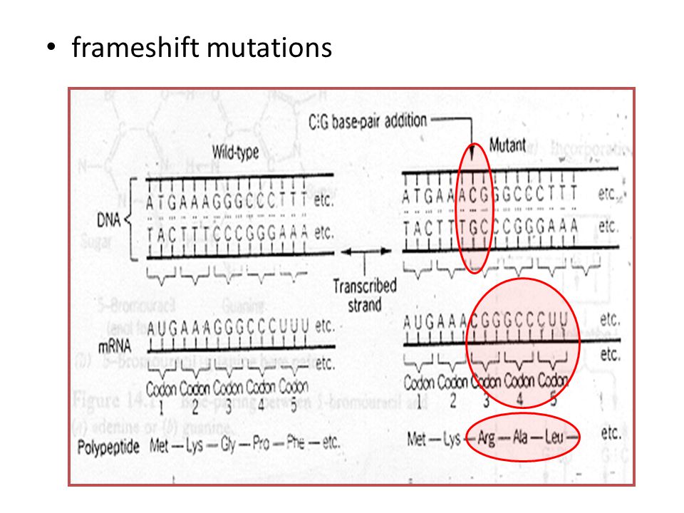 frameshift mutations