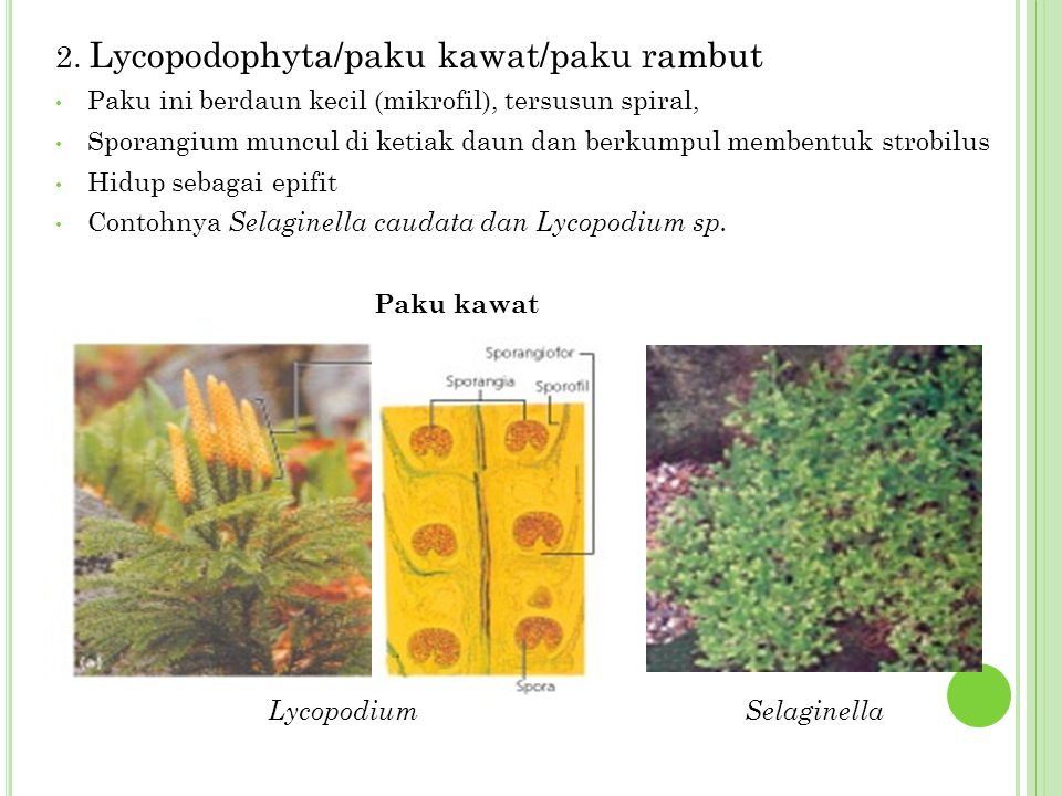 Mengapa lycopodium sp disebut sebagai paku kawat