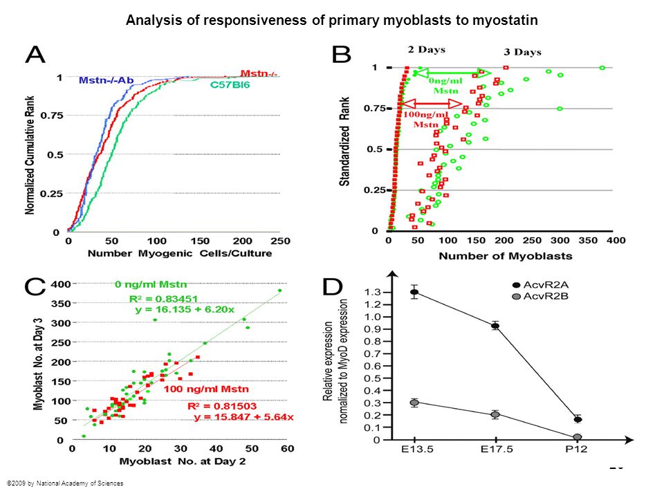 Analysis of responsiveness of primary myoblasts to myostatin