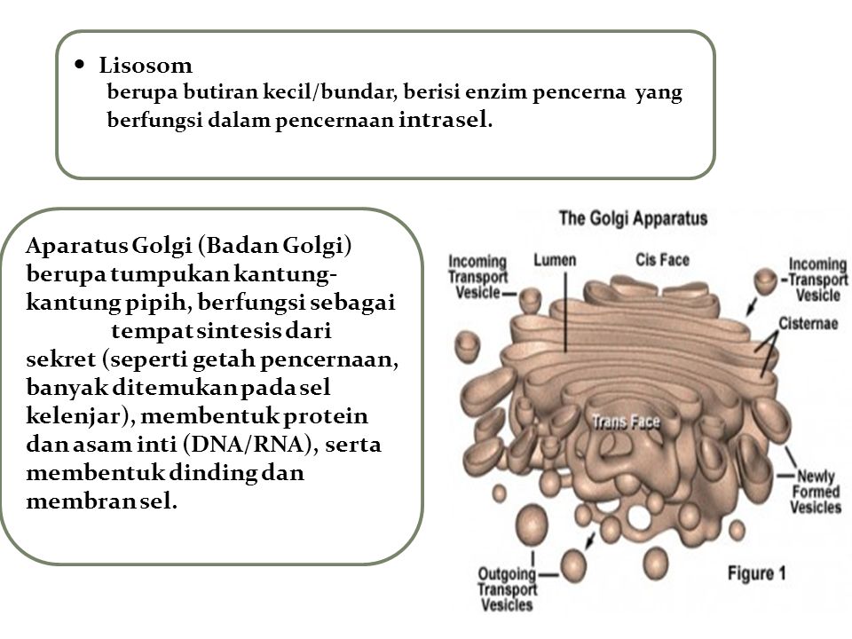 Aparatus Golgi (Badan Golgi)