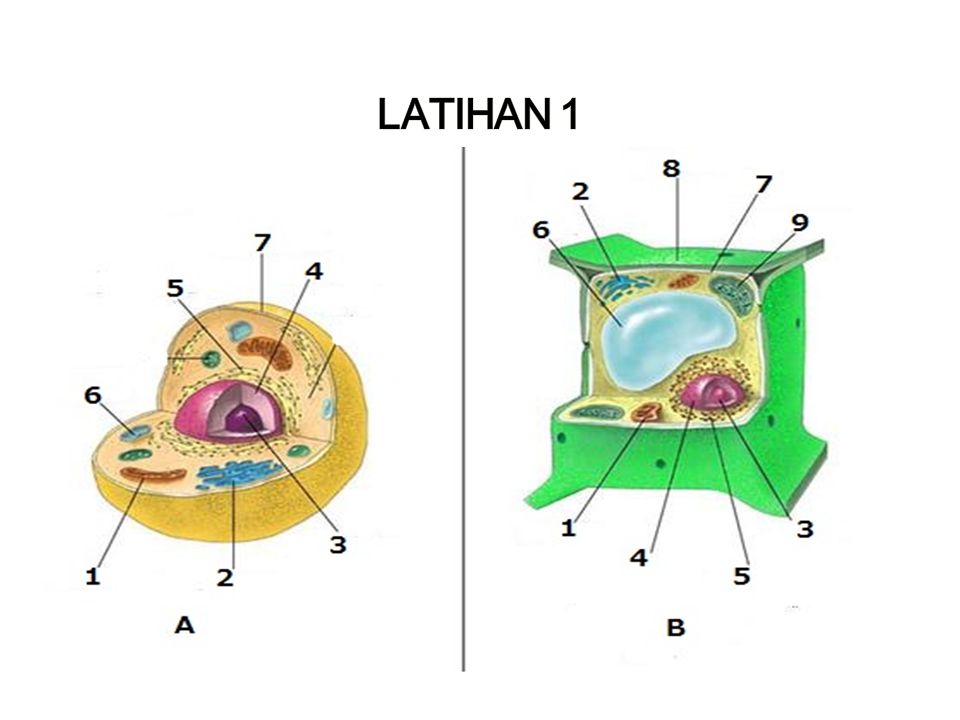 LATIHAN 1