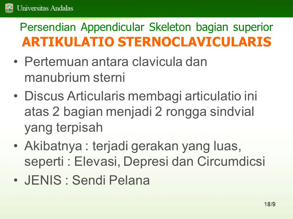Persendian Appendicular Skeleton bagian superior