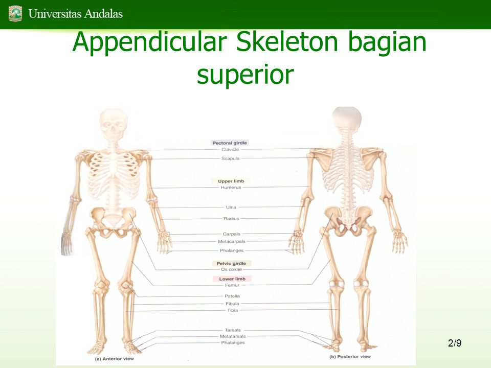 Appendicular Skeleton bagian superior