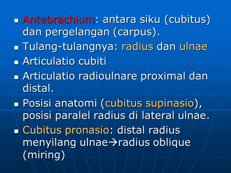 Antebrachium: antara siku (cubitus) dan pergelangan (carpus).