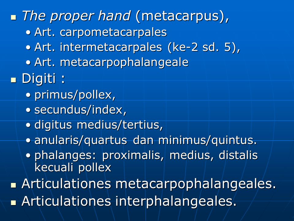 The proper hand (metacarpus),
