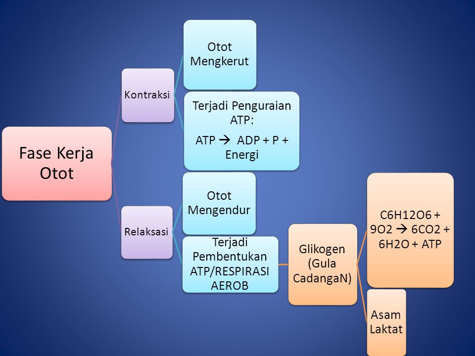 Jelaskan Mekanisme Terjadinya Kontraksi Otot – Meteor