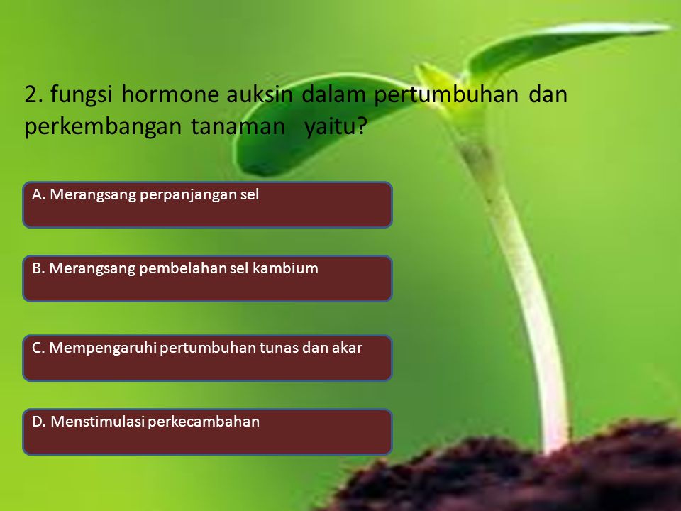 2. fungsi hormone auksin dalam pertumbuhan dan perkembangan tanaman yaitu