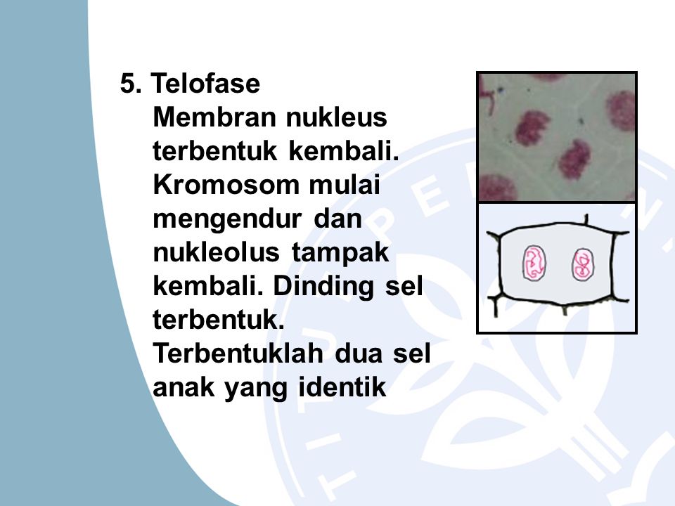 5. Telofase Membran nukleus terbentuk kembali.