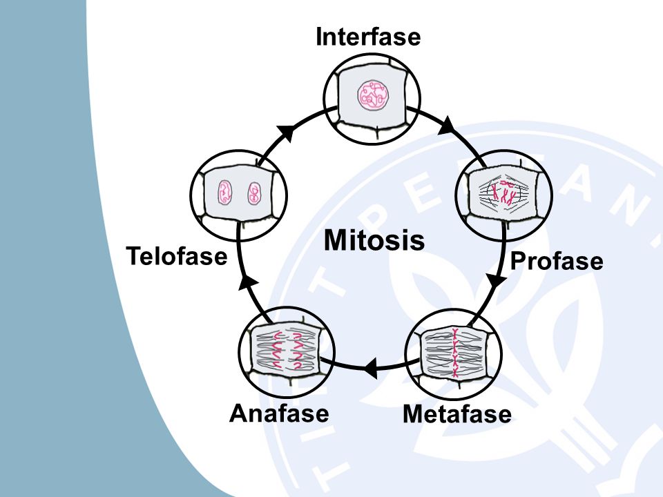 Mitosis Profase Metafase Anafase Telofase Interfase