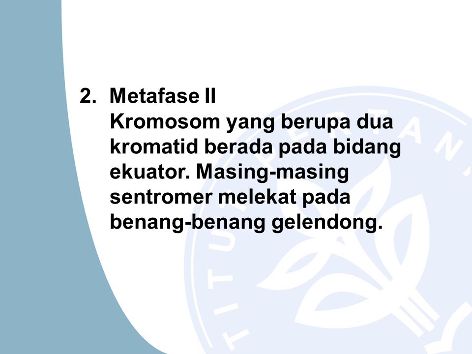 2. Metafase II Kromosom yang berupa dua kromatid berada pada bidang ekuator.