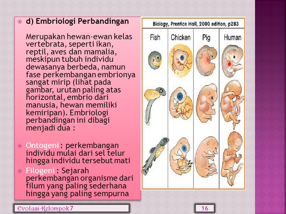d) Embriologi Perbandingan Merupakan hewan-ewan kelas vertebrata, seperti ikan, reptil, aves dan mamalia, meskipun tubuh individu dewasanya berbeda, namun fase perkembangan embrionya sangat mirip (lihat pada gambar, urutan paling atas horizontal, embrio dari manusia, hewan memiliki kemiripan). Embriologi perbandingan ini dibagi menjadi dua :