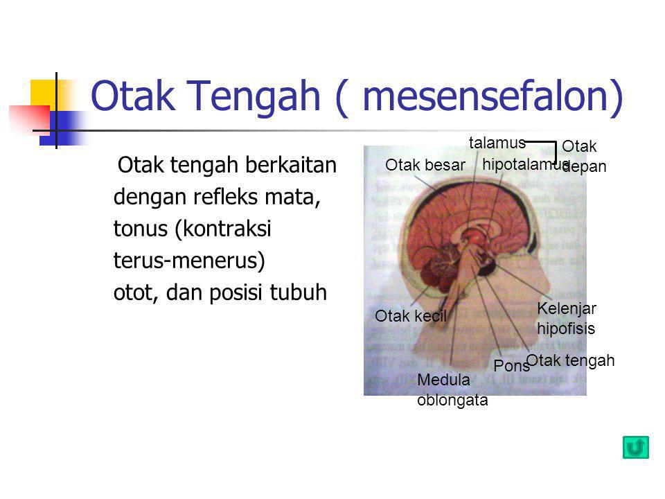 Otak Tengah ( mesensefalon)