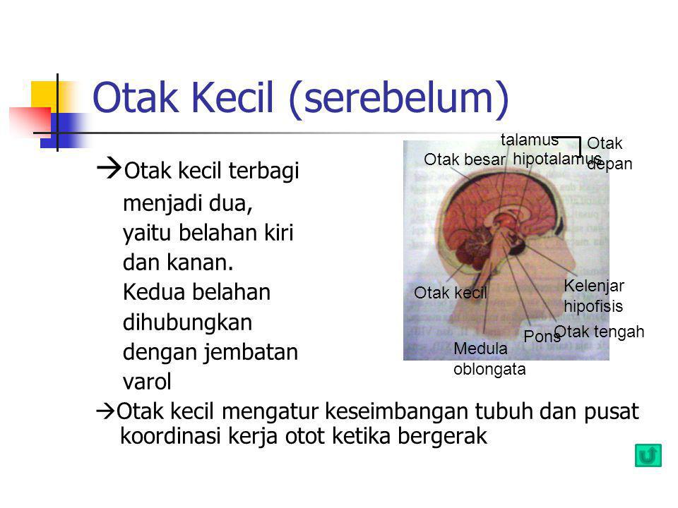 Otak Kecil (serebelum)