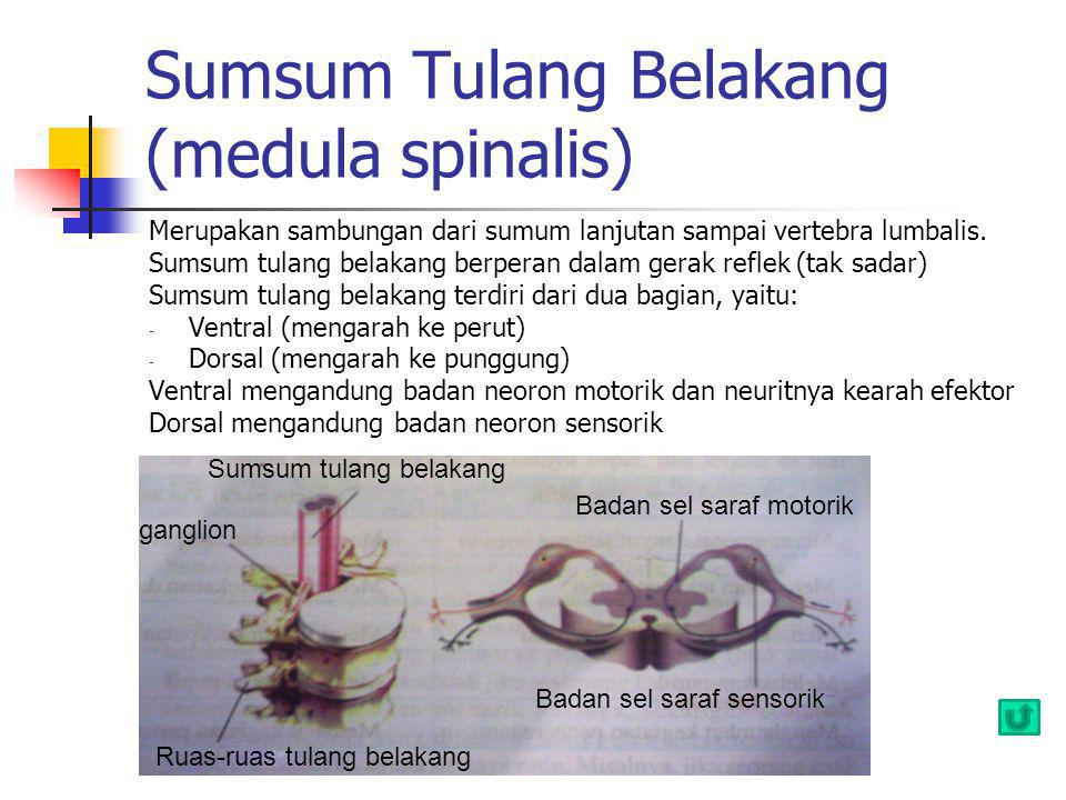 Sumsum Tulang Belakang (medula spinalis)