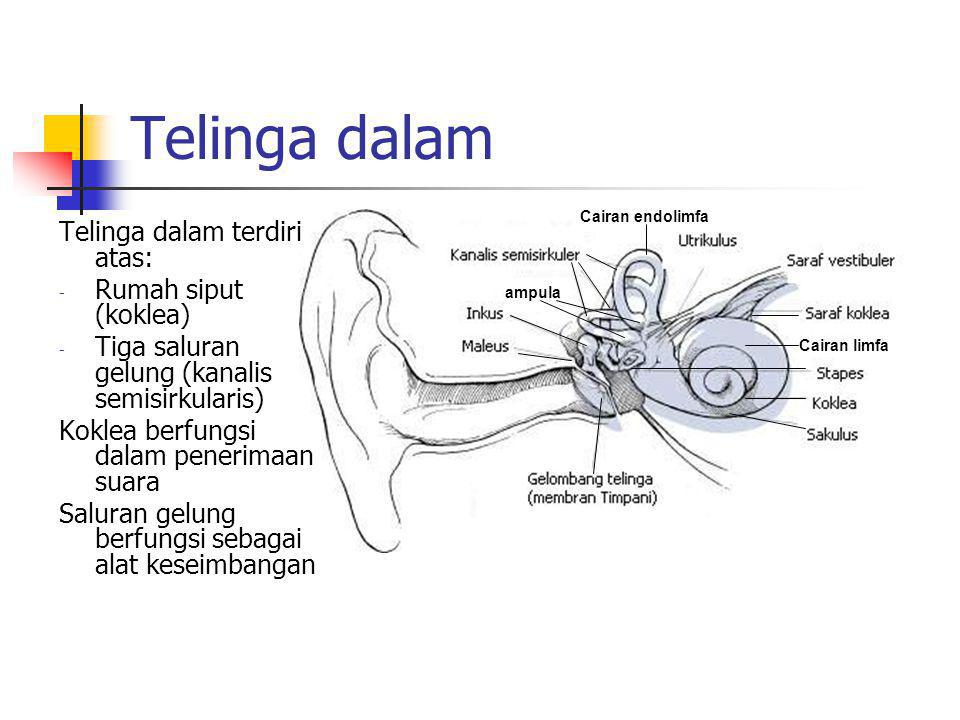 Telinga dalam Telinga dalam terdiri atas: Rumah siput (koklea)