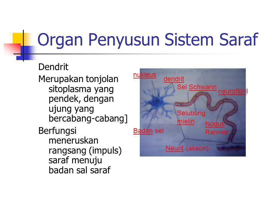 Organ Penyusun Sistem Saraf