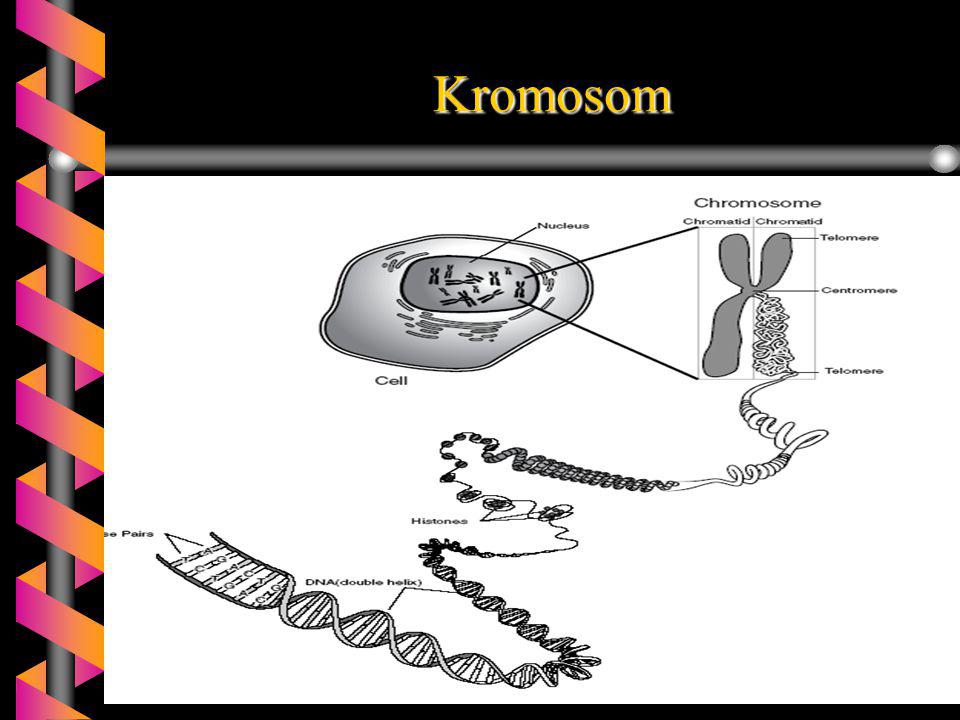 Kromosom