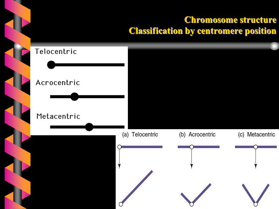 Chromosome structure Classification by centromere position
