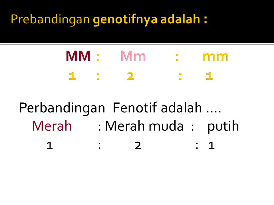Prebandingan genotifnya adalah : MM : Mm : mm 1 : 2 : 1