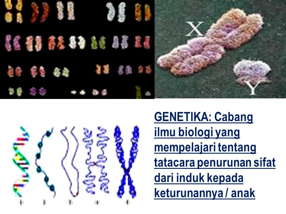 GENETIKA: Cabang ilmu biologi yang mempelajari tentang tatacara penurunan sifat dari induk kepada keturunannya / anak