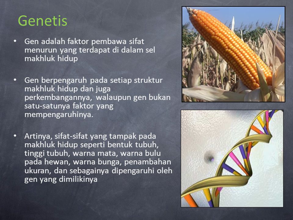 Genetis Gen adalah faktor pembawa sifat menurun yang terdapat di dalam sel makhluk hidup.