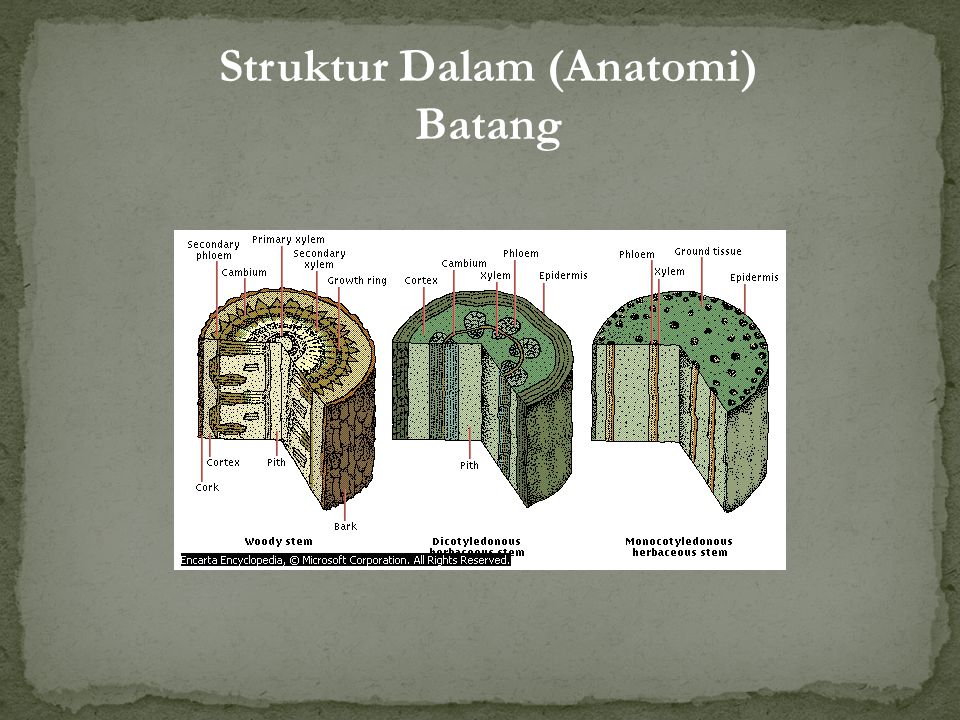 Struktur Dalam (Anatomi) Batang