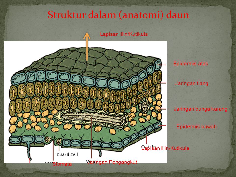 Struktur dalam (anatomi) daun