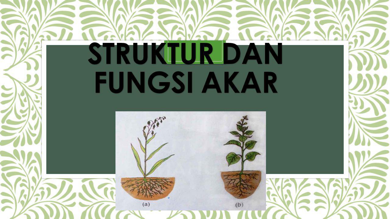 Struktur dan fungsi akar