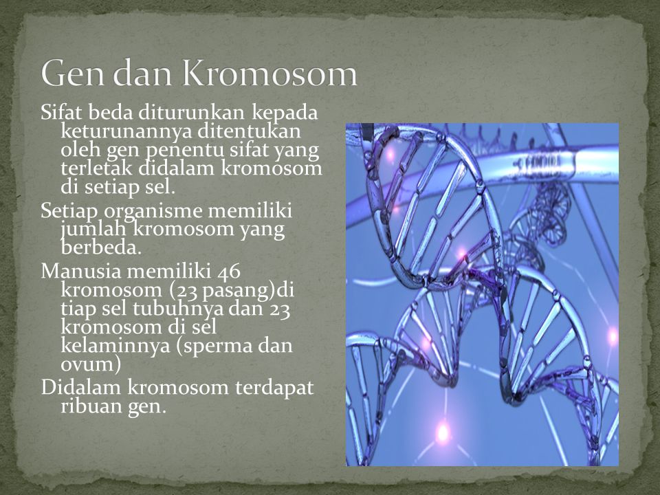 Gen dan Kromosom