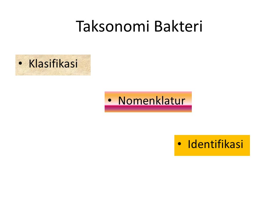 Taksonomi Bakteri Klasifikasi Nomenklatur Identifikasi