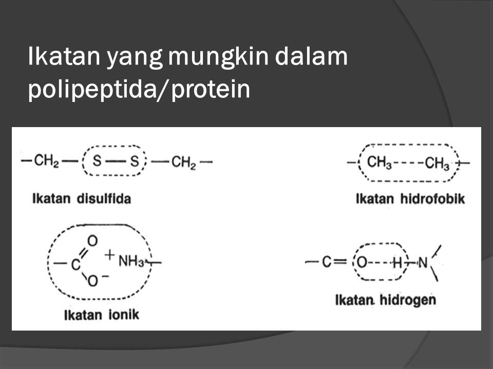 Ikatan yang mungkin dalam polipeptida/protein