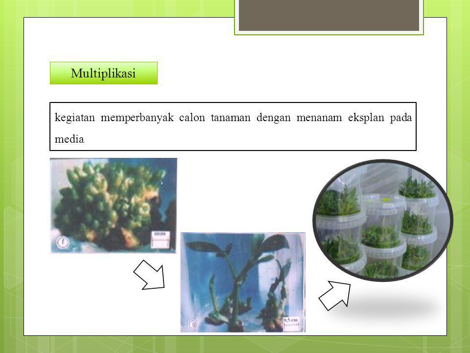 Multiplikasi kegiatan memperbanyak calon tanaman dengan menanam eksplan pada media