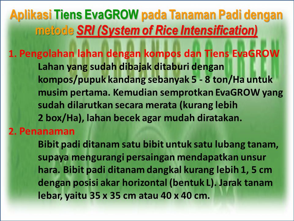 Aplikasi Tiens EvaGROW pada Tanaman Padi dengan metode SRI (System of Rice Intensification)