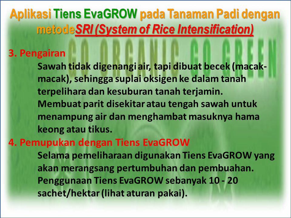 Aplikasi Tiens EvaGROW pada Tanaman Padi dengan metodeSRI (System of Rice Intensification)