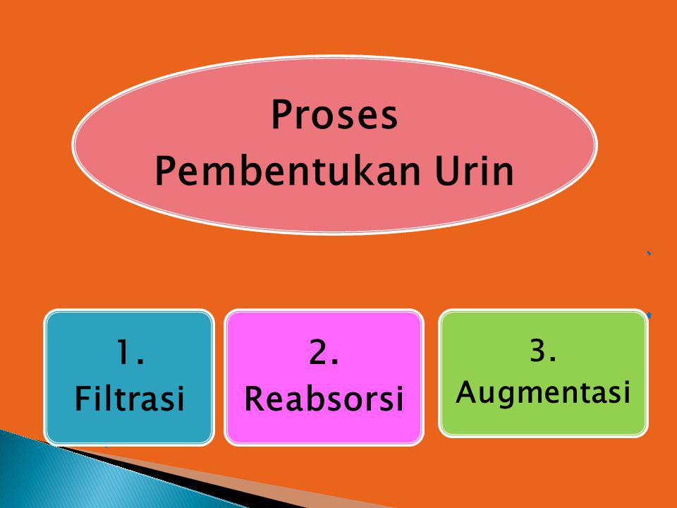Proses Pembentukan Urin