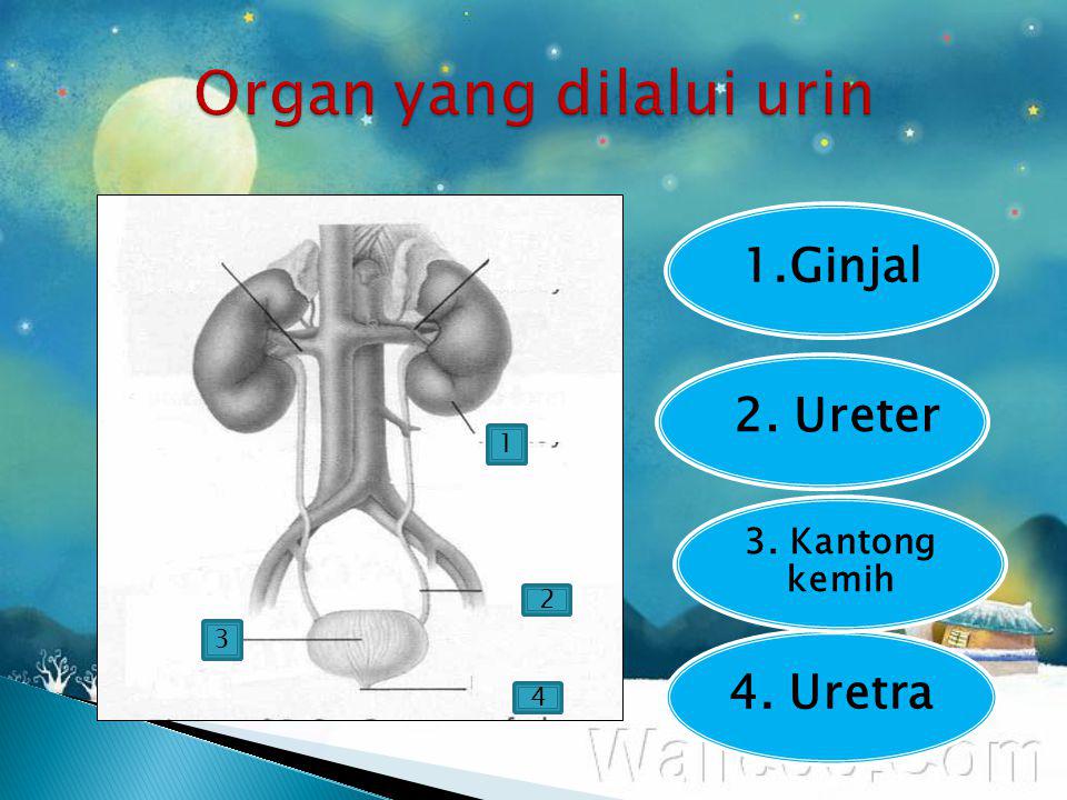 Organ yang dilalui urin