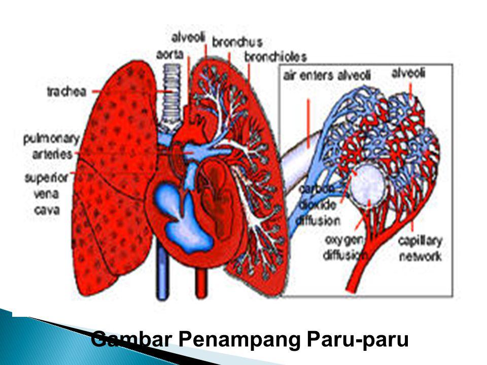 Gambar Penampang Paru-paru