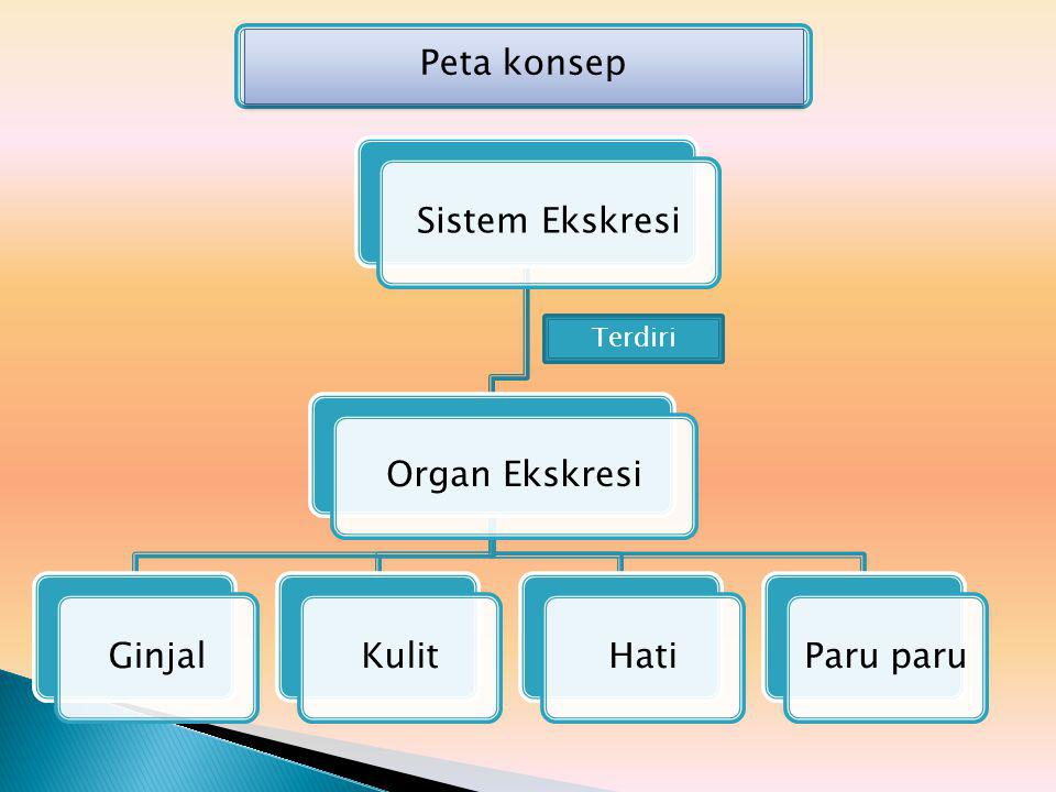 Peta konsep Terdiri Sistem Ekskresi Organ Ekskresi Ginjal Kulit Hati